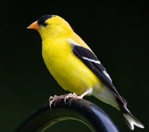 Close-up of a beautiful American Goldfinch perched on a branch